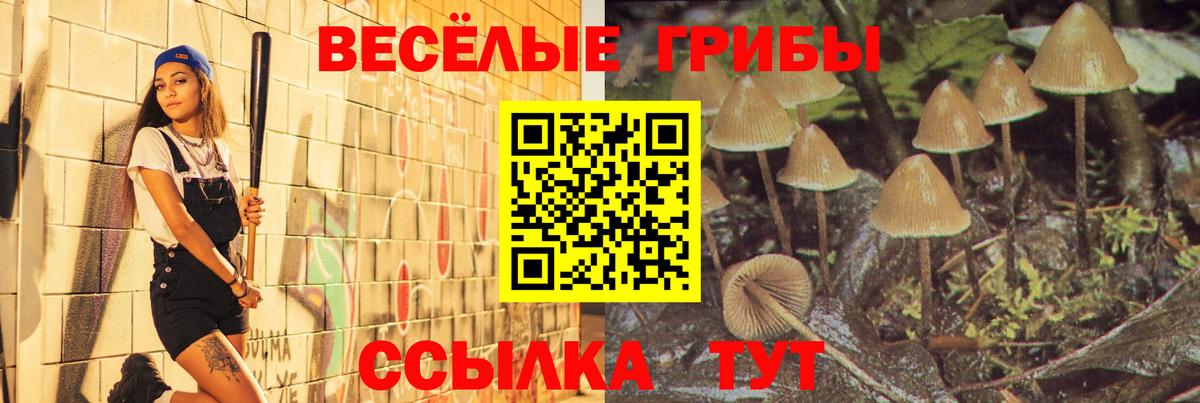 Псилоцибиновые грибы мицелий  Вход с VPN  Касимов  купить наркотик  Галлюциногенные грибы Psilocybe 