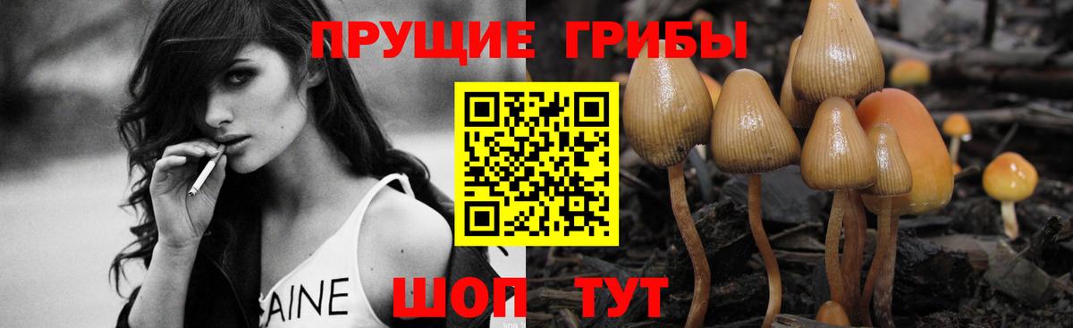 Галлюциногенные грибы Psilocybe Касимов